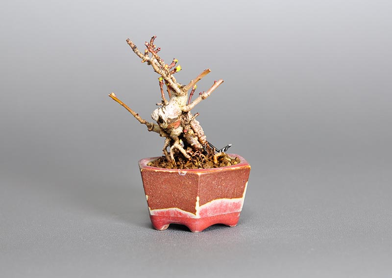 盆栽・サンザシL（さんざし・山査子）実もの盆栽を右側から見た景色・Crataegus cuneata bonsai