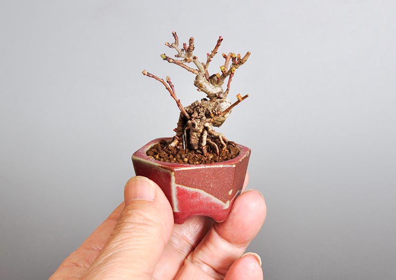 盆栽・サンザシL（さんざし・山査子）実もの盆栽を別側から見た景色・Crataegus cuneata bonsai