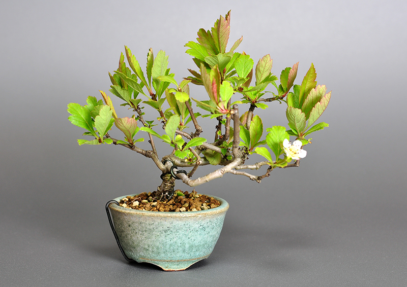 サンザシM（さんざし・山査子）実もの盆栽の販売と育て方・作り方・Crataegus cuneata bonsai