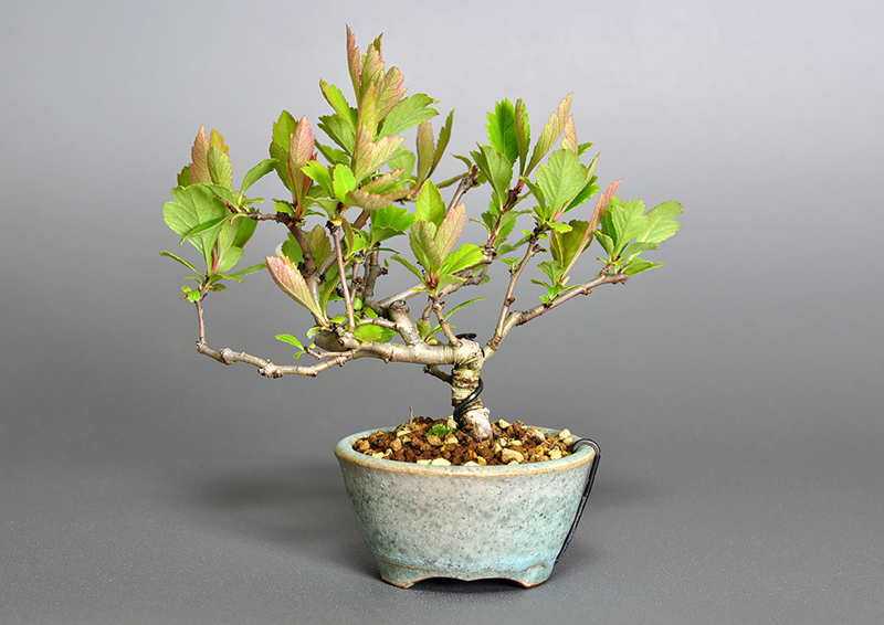 ミニ盆栽・サンザシM（さんざし・山査子）実もの盆栽を裏側から見た景色・Crataegus cuneata bonsai