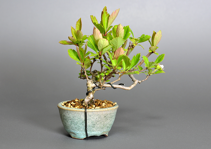 ミニ盆栽・サンザシM（さんざし・山査子）実もの盆栽を左側から見た景色・Crataegus cuneata bonsai