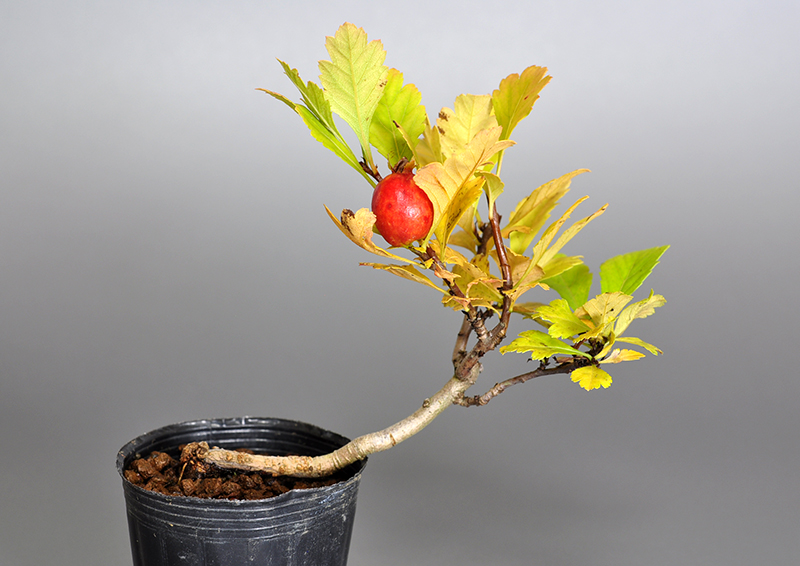 サンザシ-N（さんざし・山査子）実もの盆栽の販売と育て方・作り方・Crataegus cuneata bonsai