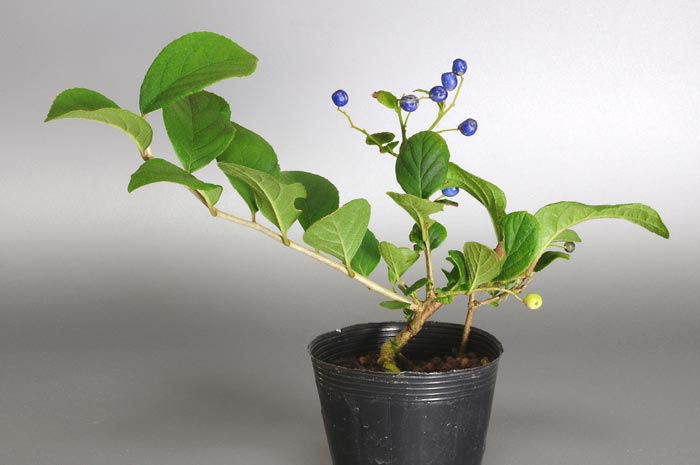 サワフタギ-A1（さわふたぎ・沢蓋木）実もの盆栽の販売と育て方・作り方・Symplocos sawafutagi bonsai