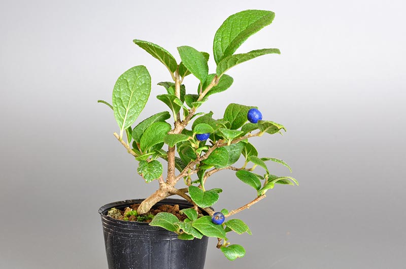 サワフタギ-B1（さわふたぎ・沢蓋木）実もの盆栽の販売と育て方・作り方・Symplocos sawafutagi bonsai