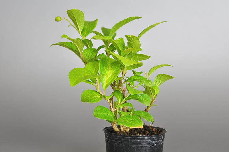 サワフタギ-D1（さわふたぎ・沢蓋木）実もの盆栽の販売と育て方・作り方・Symplocos sawafutagi bonsai