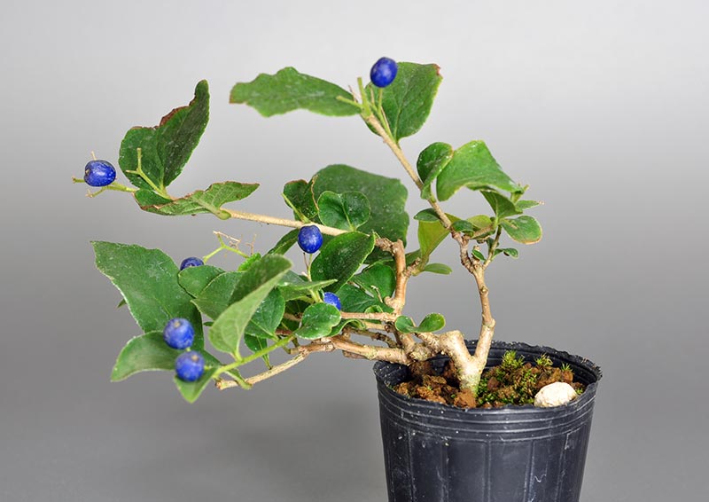サワフタギ-E1（さわふたぎ・沢蓋木）実もの盆栽の販売と育て方・作り方・Symplocos sawafutagi bonsai