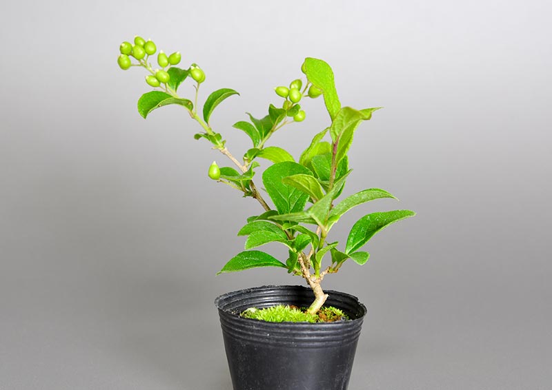 サワフタギF（さわふたぎ・沢蓋木）実もの盆栽を右側から見た景色・Symplocos sawafutagi bonsai