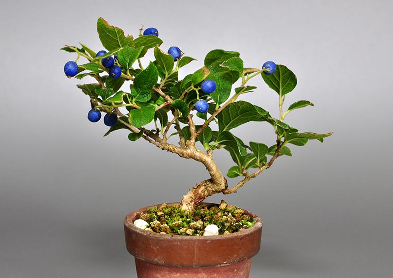 サワフタギ-F1（さわふたぎ・沢蓋木）実もの盆栽の販売と育て方・作り方・Symplocos sawafutagi bonsai