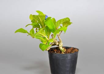 サワフタギ-G1（沢蓋木盆栽）Symplocos sawafutagi bonsai・ミニ盆栽素材の販売、盆栽素材通販店｜Bonsai Material Shop