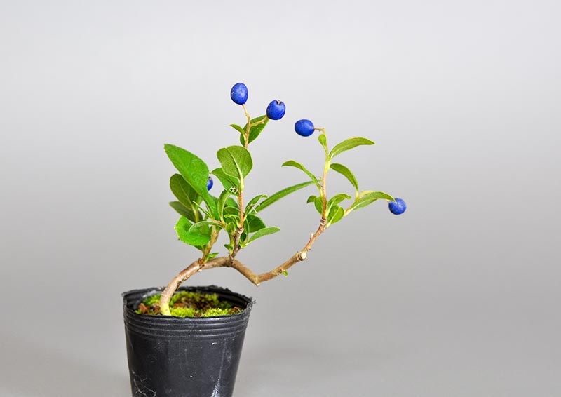 サワフタギ-H1（さわふたぎ・沢蓋木）実もの盆栽の販売と育て方・作り方・Symplocos sawafutagi bonsai