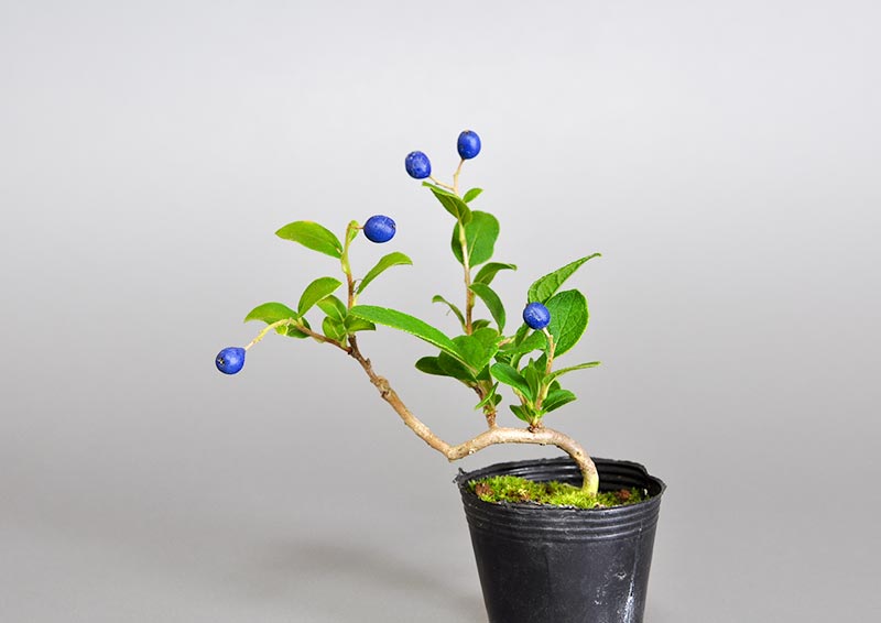 サワフタギ-H1（さわふたぎ・沢蓋木）実もの盆栽を裏側から見た景色・Symplocos sawafutagi bonsai