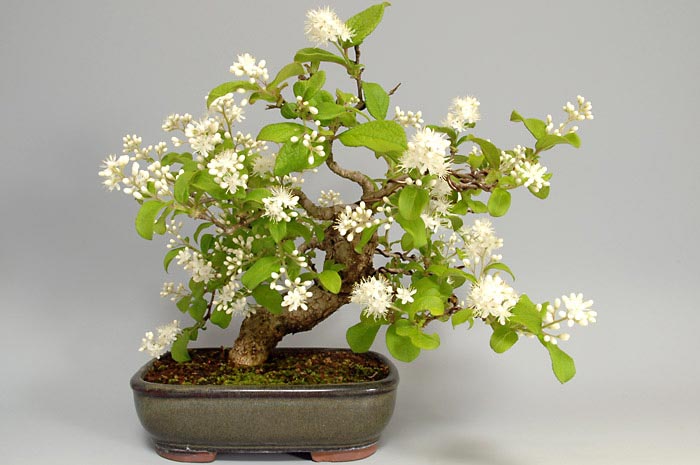 サワフタギ-I-1（さわふたぎ・沢蓋木）実もの盆栽の販売と育て方・作り方・Symplocos sawafutagi bonsai