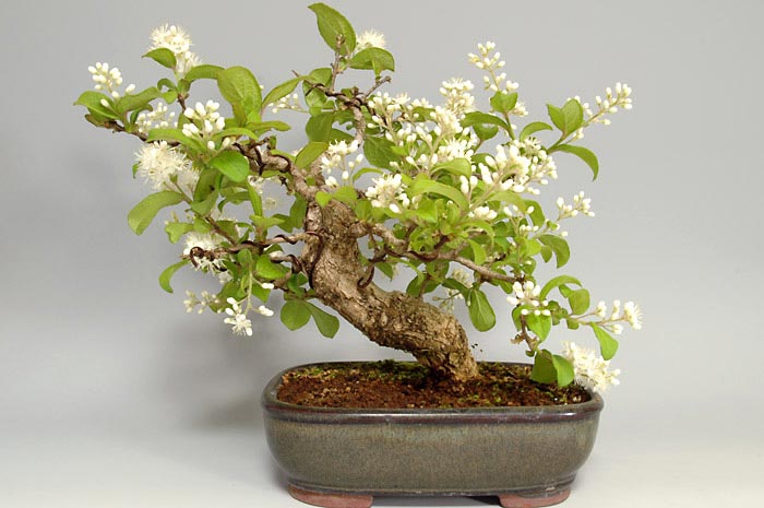 サワフタギ-I-1（さわふたぎ・沢蓋木）実もの盆栽を裏側から見た景色・Symplocos sawafutagi bonsai