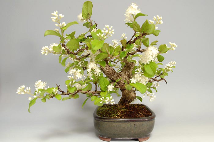 サワフタギ-I-1（さわふたぎ・沢蓋木）実もの盆栽を右側から見た景色・Symplocos sawafutagi bonsai