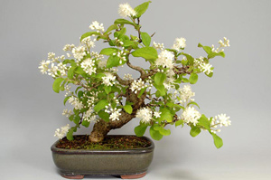 サワフタギ-I（さわふたぎ・沢蓋木）実もの盆栽の成長記録-1・Symplocos sawafutagi bonsai