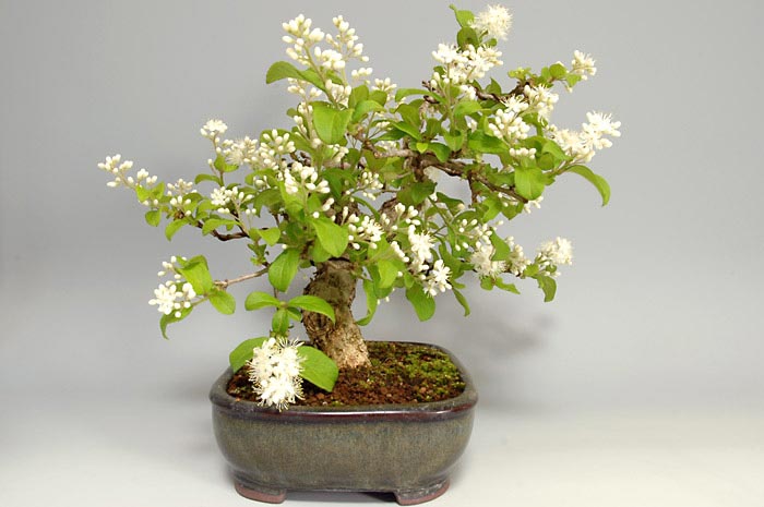 サワフタギ-I-1（さわふたぎ・沢蓋木）実もの盆栽を左側から見た景色・Symplocos sawafutagi bonsai