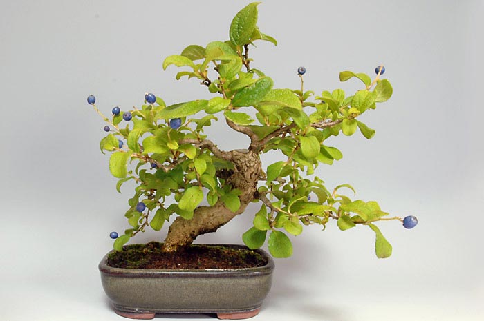 サワフタギ-I-2（さわふたぎ・沢蓋木）実もの盆栽の販売と育て方・作り方・Symplocos sawafutagi bonsai