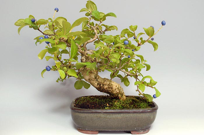 サワフタギ-I-2（さわふたぎ・沢蓋木）実もの盆栽を裏側から見た景色・Symplocos sawafutagi bonsai