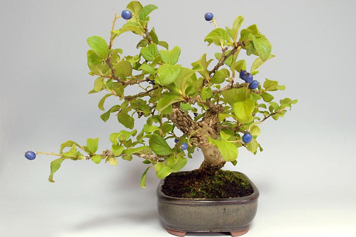 サワフタギ-I-2（さわふたぎ・沢蓋木）実もの盆栽を右側から見た景色・Symplocos sawafutagi bonsai