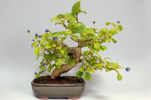 サワフタギ-I（さわふたぎ・沢蓋木）実もの盆栽の成長記録-2・Symplocos sawafutagi bonsai