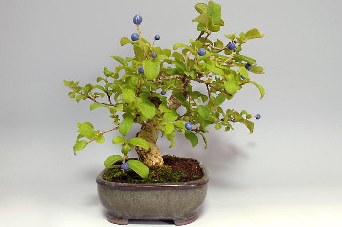 サワフタギ-I-2（さわふたぎ・沢蓋木）実もの盆栽を左側から見た景色・Symplocos sawafutagi bonsai