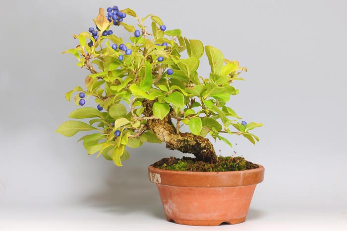 ミニ盆栽・サワフタギ-I（さわふたぎ・沢蓋木）実もの盆栽を裏側から見た景色・Symplocos sawafutagi bonsai