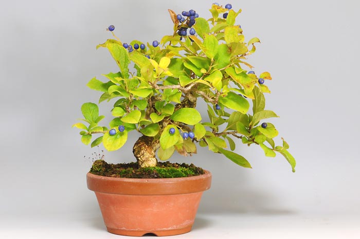 ミニ盆栽・サワフタギ-I（さわふたぎ・沢蓋木）実もの盆栽を左側から見た景色・Symplocos sawafutagi bonsai