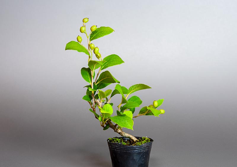 サワフタギ-I1（さわふたぎ・沢蓋木）実もの盆栽の販売と育て方・作り方・Symplocos sawafutagi bonsai
