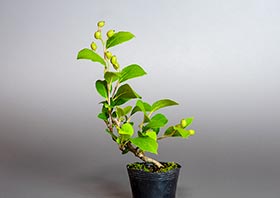 サワフタギ-I1（沢蓋木盆栽）　Symplocos sawafutagi bonsaiの販売・通販店｜Bonsai trees Shop