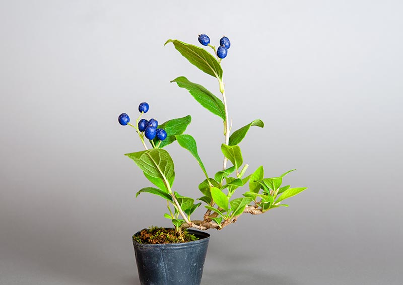 サワフタギ-J1（さわふたぎ・沢蓋木）実もの盆栽の販売と育て方・作り方・Symplocos sawafutagi bonsai
