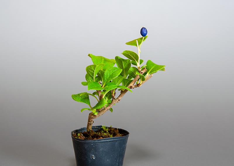サワフタギ-K1（さわふたぎ・沢蓋木）実もの盆栽の販売と育て方・作り方・Symplocos sawafutagi bonsai