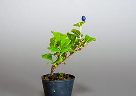 サワフタギ-K1（沢蓋木盆栽）Symplocos sawafutagi bonsaiの販売・通販店｜Bonsai trees Shop