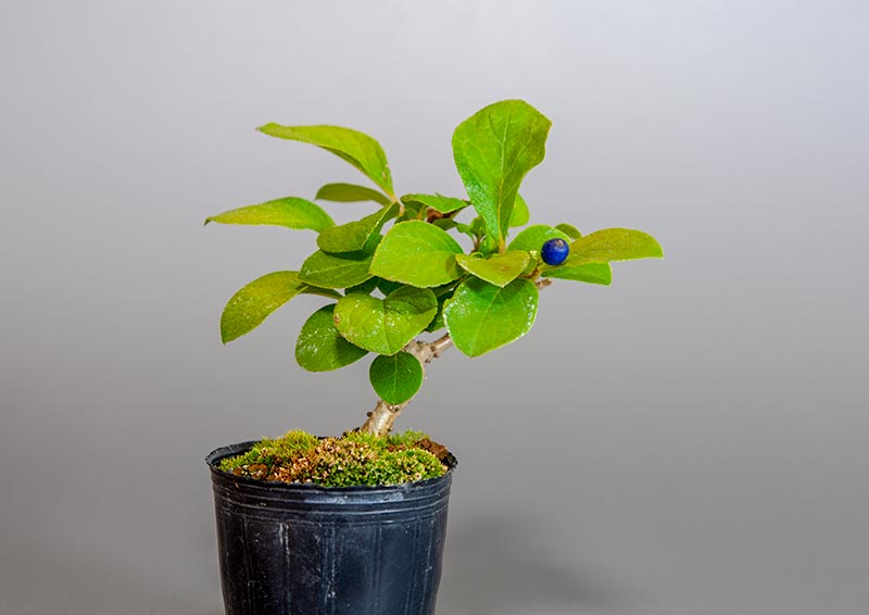 サワフタギ-L1（さわふたぎ・沢蓋木）実もの盆栽の販売と育て方・作り方・Symplocos sawafutagi bonsai