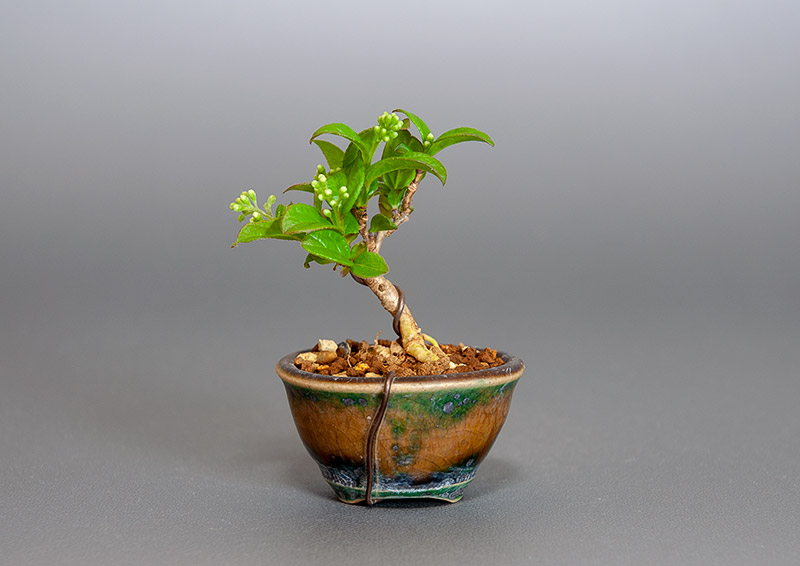 プチ盆栽・サワフタギ-M1（さわふたぎ・沢蓋木）実もの盆栽を裏側から見た景色・Symplocos sawafutagi bonsai