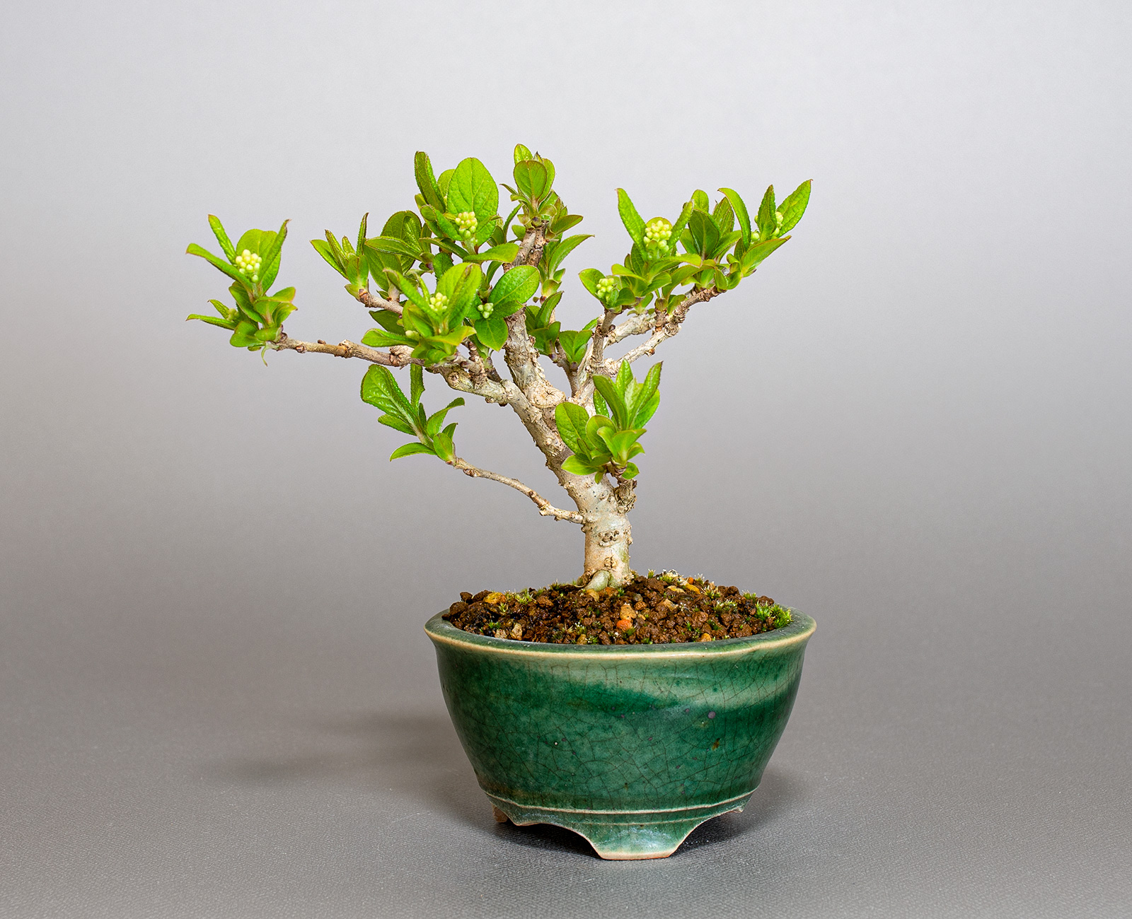 サワフタギ-N1（さわふたぎ・沢蓋木）実もの盆栽の販売と育て方・作り方・Symplocos sawafutagi bonsai