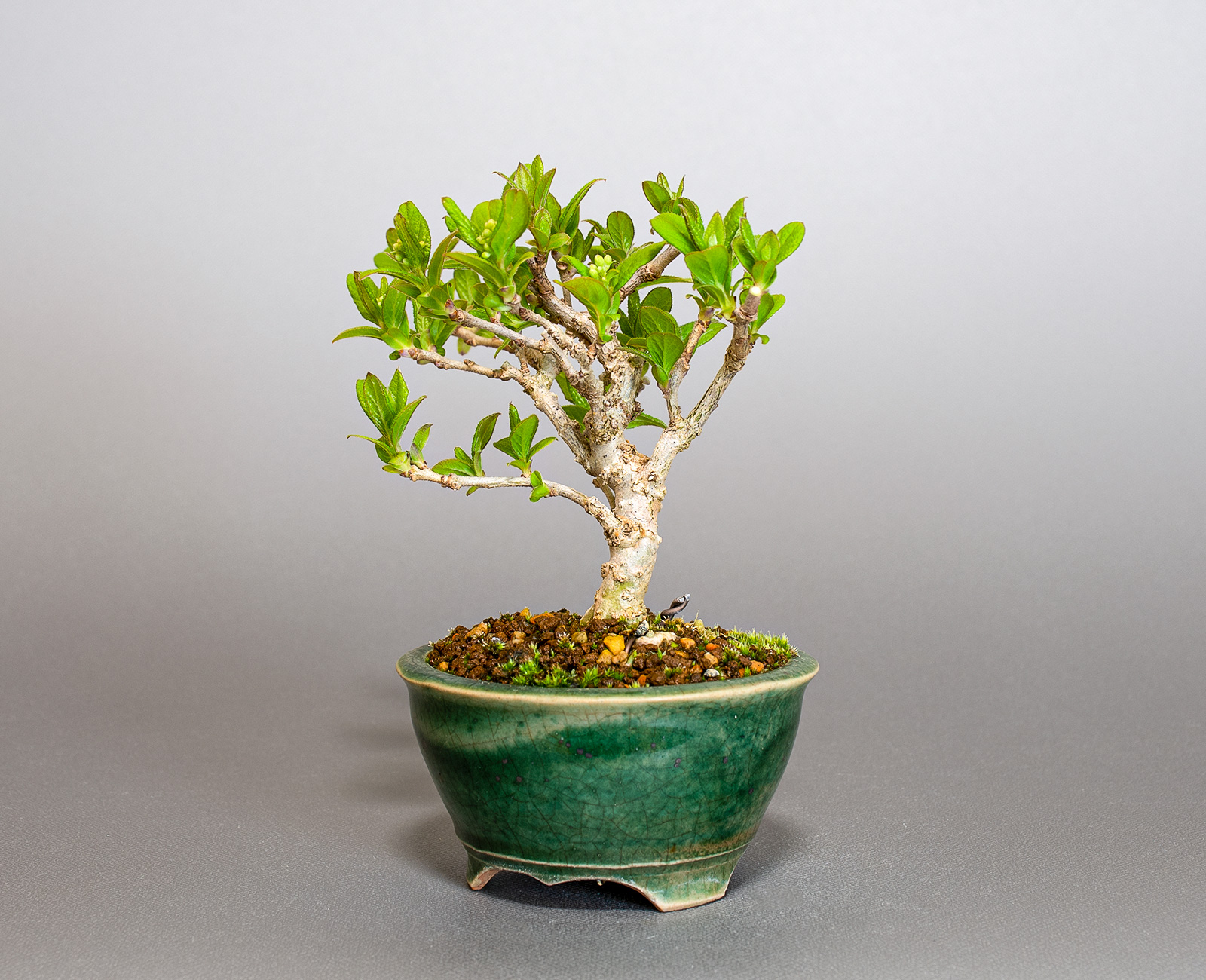 サワフタギ-N1（さわふたぎ・沢蓋木）実もの盆栽を右側から見た景色・Symplocos sawafutagi bonsai