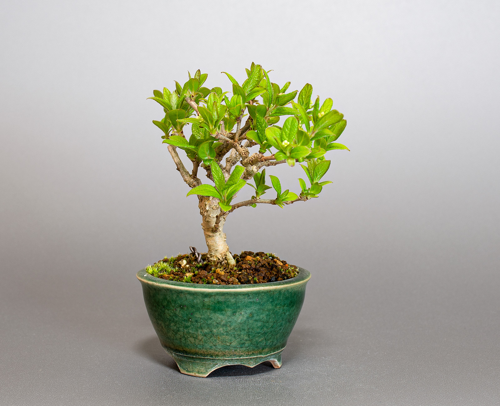 サワフタギ-N1（さわふたぎ・沢蓋木）実もの盆栽を左側から見た景色・Symplocos sawafutagi bonsai