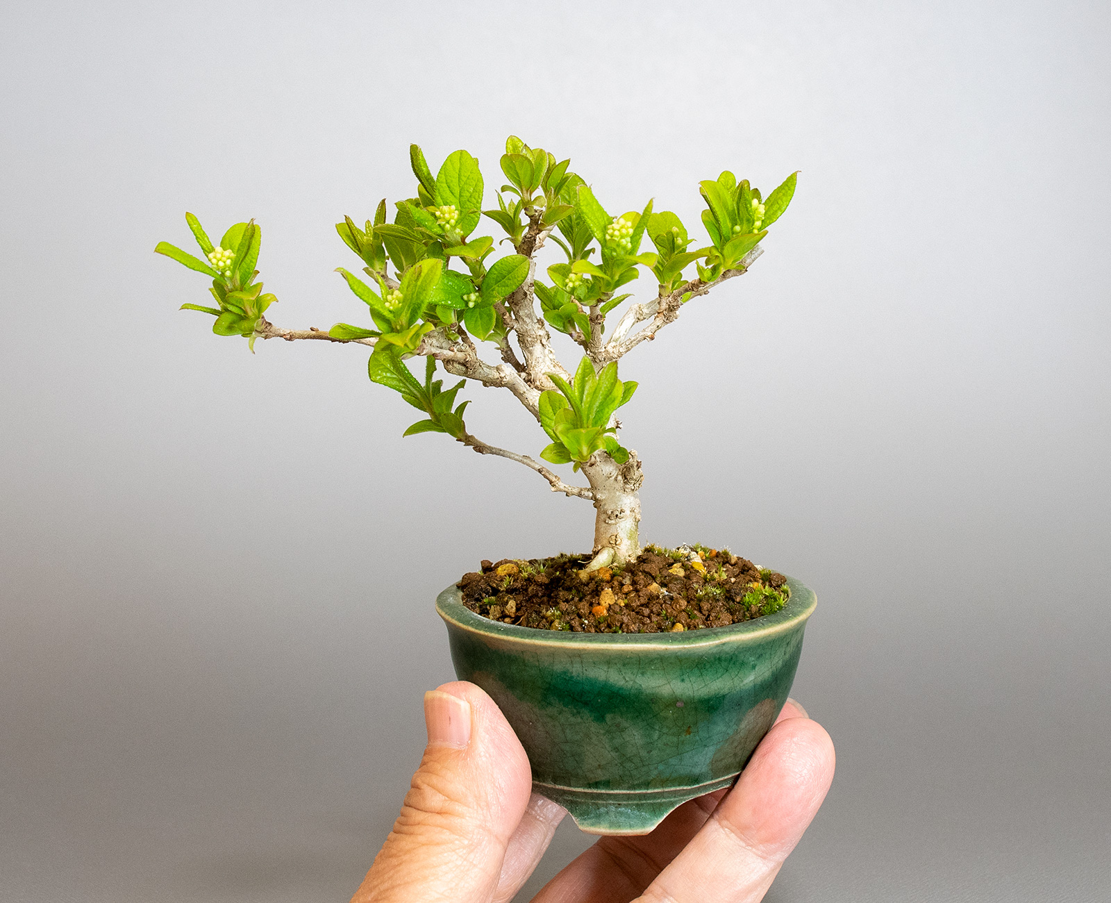 サワフタギ-N1（さわふたぎ・沢蓋木）実もの盆栽の手乗りの景色・Symplocos sawafutagi bonsai