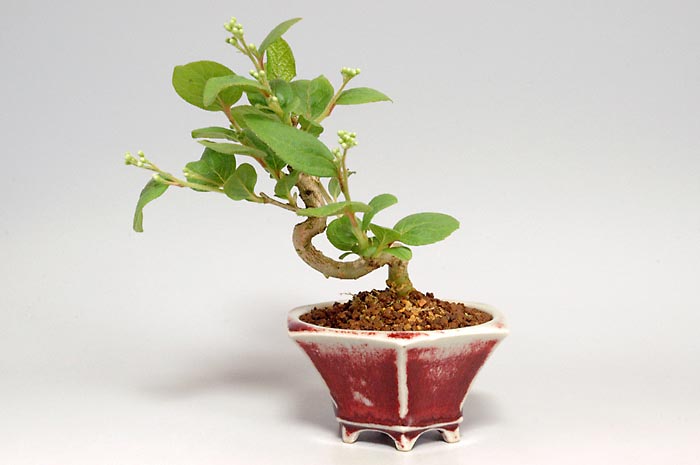 サワフタギW-1（さわふたぎ・沢蓋木）実もの盆栽の販売と育て方・作り方・Symplocos sawafutagi bonsai
