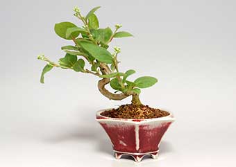 サワフタギW（さわふたぎ・沢蓋木）実もの盆栽の成長記録-1・Symplocos sawafutagi bonsai