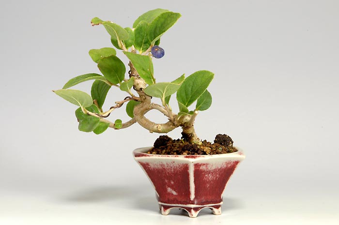 サワフタギW（さわふたぎ・沢蓋木）実もの盆栽の販売と育て方・作り方・Symplocos sawafutagi bonsai