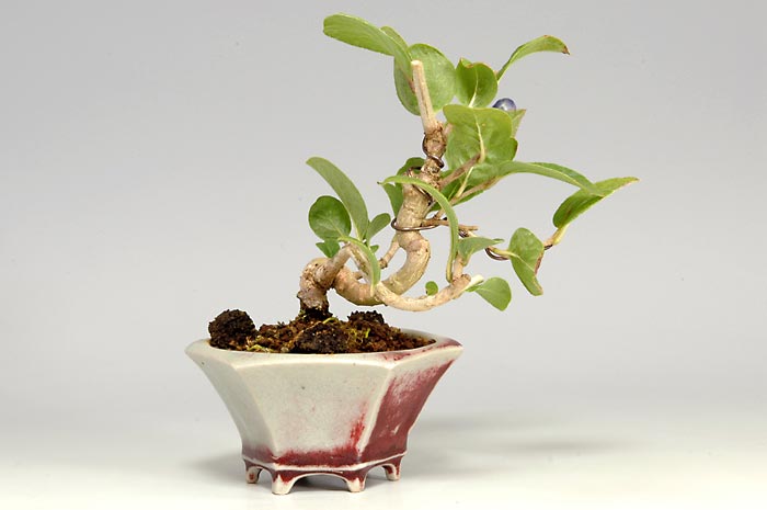 サワフタギW（さわふたぎ・沢蓋木）実もの盆栽を裏側から見た景色・Symplocos sawafutagi bonsai