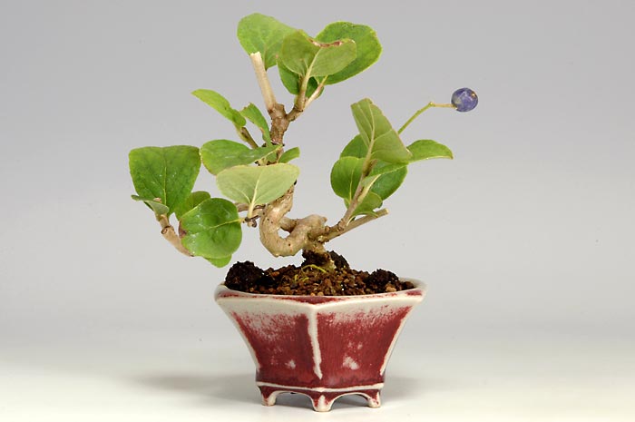 サワフタギW（さわふたぎ・沢蓋木）実もの盆栽を左側から見た景色・Symplocos sawafutagi bonsai