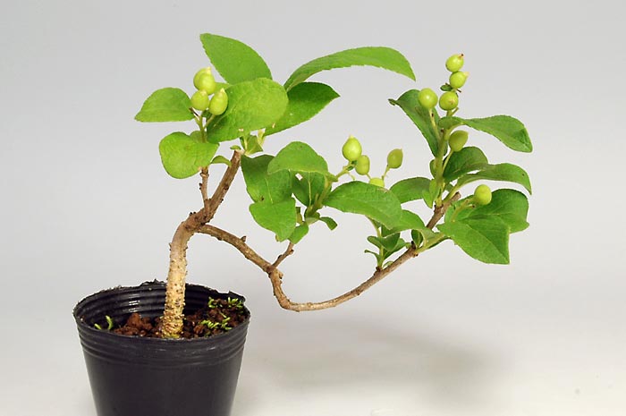 サワフタギZ（さわふたぎ・沢蓋木）実もの盆栽の販売と育て方・作り方・Symplocos sawafutagi bonsai