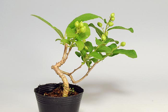 サワフタギZ（さわふたぎ・沢蓋木）実もの盆栽を左側から見た景色・Symplocos sawafutagi bonsai