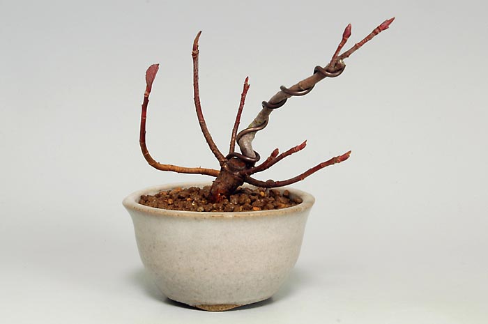 セイヨウカマツカL-1（せいようかまつか・西洋鎌柄）実もの盆栽の販売と育て方・作り方・Aronia arbutifolia bonsai
