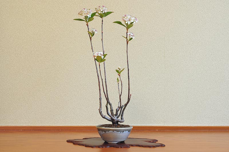 セイヨウカマツカL（せいようかまつか・西洋鎌柄）実もの盆栽の販売と育て方・作り方・Aronia arbutifolia bonsai