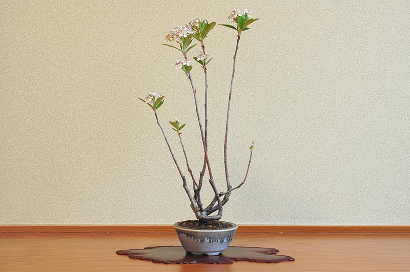 ミニ盆栽・セイヨウカマツカ-L（せいようかまつか・西洋鎌柄）実もの盆栽を右側から見た景色・Aronia arbutifolia bonsai