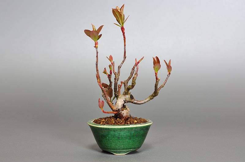 セイヨウカマツカQ（せいようかまつか・西洋鎌柄）実もの盆栽の販売と育て方・作り方・Aronia arbutifolia bonsai
