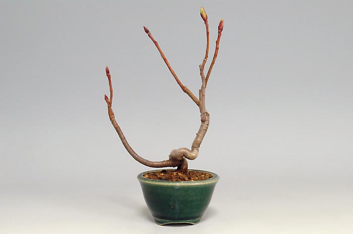 セイヨウカマツカO-1（せいようかまつか・西洋鎌柄）実もの盆栽を裏側から見た景色・Aronia arbutifolia bonsai photo